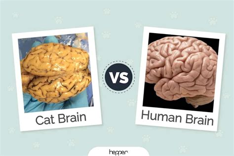 how are cat brains similar to human brains